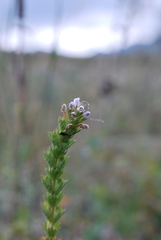 Euphrasia tatarica