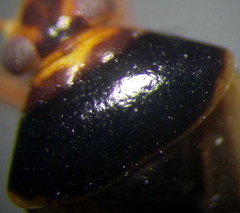 Adelphocoris reichelii