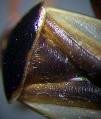 Adelphocoris reichelii