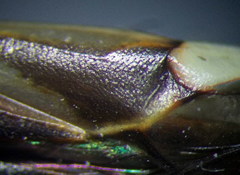 Adelphocoris reichelii
