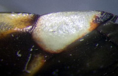 Adelphocoris reichelii