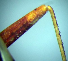 Adelphocoris reichelii