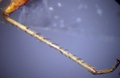 Adelphocoris reichelii