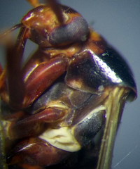 Adelphocoris reichelii