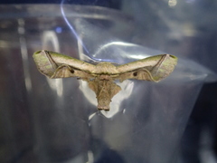 Bombycidae
