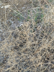 Vicia tenuifolia