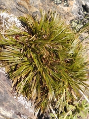 Aciphylla divisa