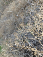 Vicia tenuifolia