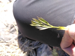 Aciphylla divisa