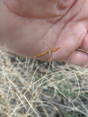 Vicia tenuifolia