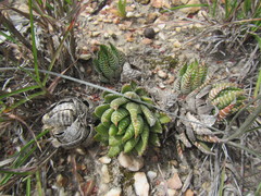 Haworthiopsis fasciata