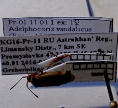 Adelphocoris vandalicus