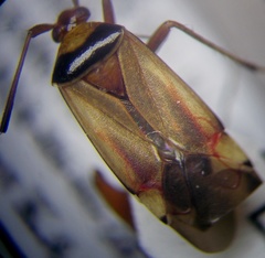 Adelphocoris vandalicus