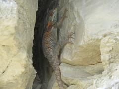 Sceloporus torquatus binocularis