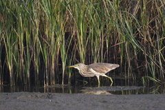 Ardeola grayii
