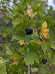Crataegus pentagyna