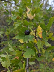 Crataegus pentagyna
