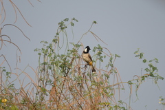 Pycnonotus leucotis