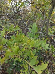 Crataegus pentagyna