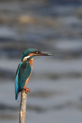 Alcedo atthis