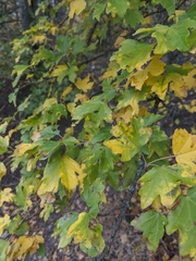 Crataegus pentagyna
