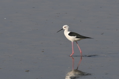 Himantopus himantopus