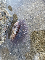 Bunodosoma californica