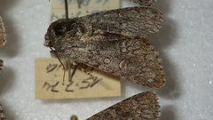 Acronicta euphorbiae