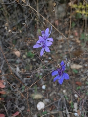Delphinium consolida paniculatum