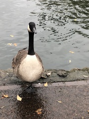 Branta canadensis