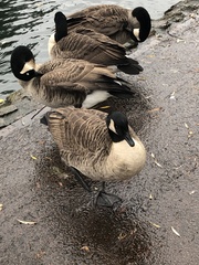 Branta canadensis