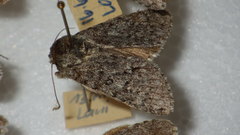 Acronicta euphorbiae