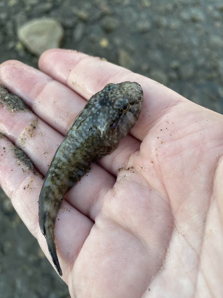Panamic clingfish (Gobiesox adustus) — Gobiesocidae