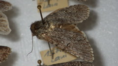 Acronicta euphorbiae