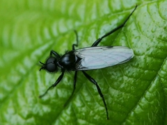 Bibio leucopterus
