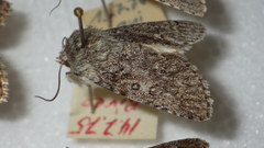 Acronicta euphorbiae