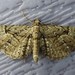 Eupithecia interruptofasciata - Photo (c) joannerusso, some rights reserved (CC BY-NC), uploaded by joannerusso