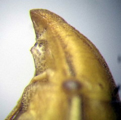 Aelia furcula