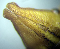 Aelia furcula