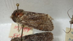 Acronicta euphorbiae