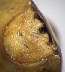 Aelia furcula