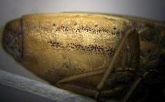 Aelia furcula
