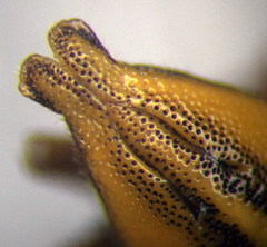 Aelia furcula