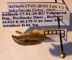 Aelia furcula