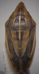 Aelia furcula