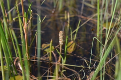 Potamogeton cheesemanii