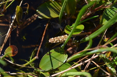 Potamogeton cheesemanii