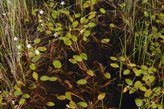 Potamogeton cheesemanii