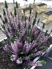 Calluna