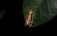 Erythrobapta haemalea